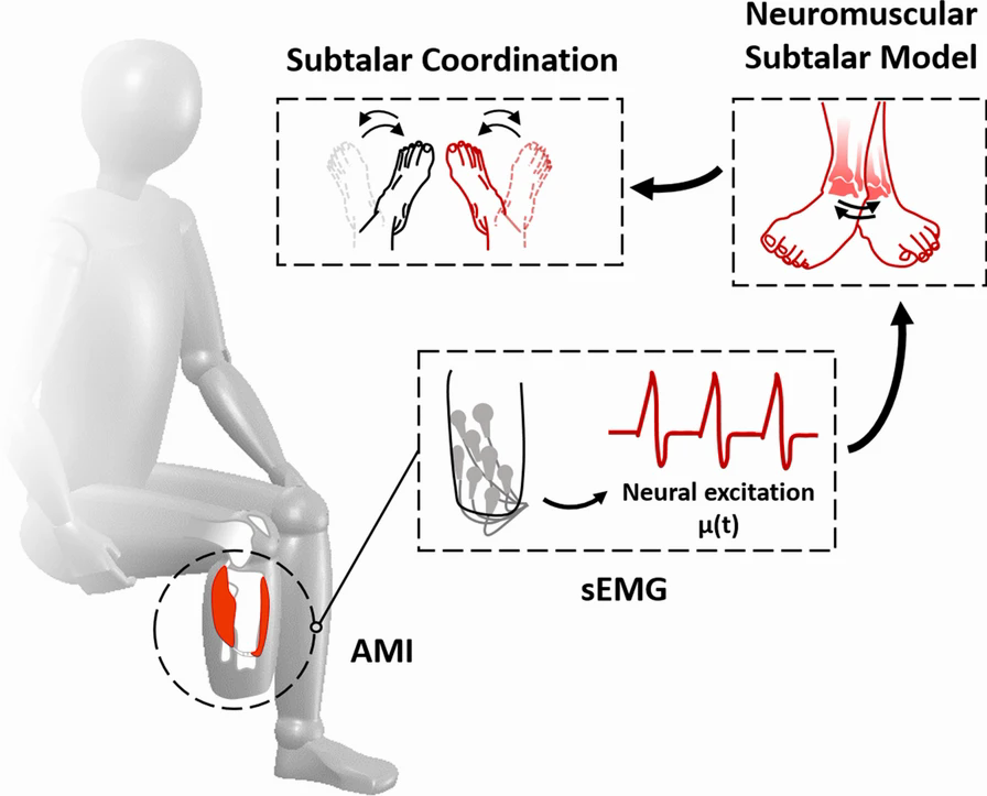Diagram of bilateral subtalar coordination inferred from residual-limb neuromuscular signals